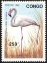 Greater Flamingo (Phoenicopterus ruber roseus)