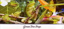 Green Tree Frogs