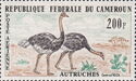 Common Ostrich (Struthio camelus)