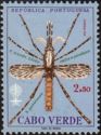 Anopheles Mosquito (Anopheles pretoriensis)