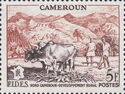 Plowing the Field with Cattle (Bos primigenius indicus)