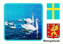 Östergötland. County Bird, Mute Swan