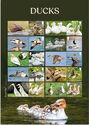 Ducks Collectors Sheet