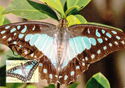 Pale Triangle (Graphium eurypylus)