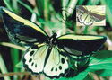 Cairns Birdwing (Ornithoptera euphorion)