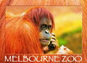 Melbourne. Melbourne Zoo