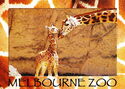 Melbourne. Melbourne Zoo