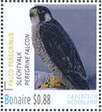 Peregrine Falcon (Falco peregrinus)
