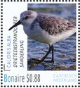 Sanderling (Calidris alba)