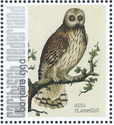 Short-eared Owl (Asio flammeus)