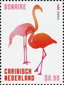 American Flamingo