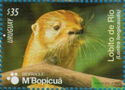 Neotropical River Otter (Lontra longicaudis)
