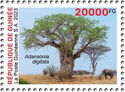 Adansonia digitata