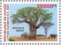 Adansonia digitata