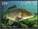 Common Carp (Cyprinus carpio)