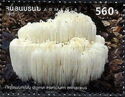 Lion's Mane (Hericium erinaceus)