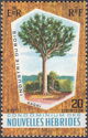 Kauri Pine