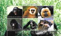 Animals - Primates