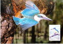 Sacred Kingfisher (Todiramphus sanctus)