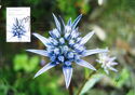 Blue Devil (Eryngium pinnatifidum)