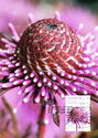 Rose Coneflower (Isopogon formosus ssp. dasylepis)