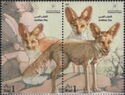 Arabian Red Fox (Vulpes vulpes arabica)