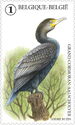 Great Cormorant (Phalacrocorax carbo)