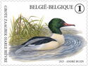 Merganser (Mergus merganser)