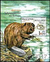 Eurasian beaver (Castor fiber)