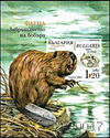 Eurasian beaver (Castor fiber)