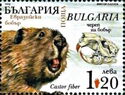 Eurasian beaver (Castor fiber)