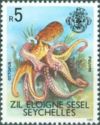 Octopus (Octopus sp.)