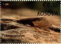 Potamophylax kosovaensis