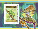 Sahel Chameleon (Chamaeleo africanus)