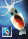 Antarctic Neosquid (Alluroteuthis antarcticus)