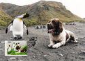 King Penguin and Springer Spaniel