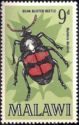 Bean Blister Beetle (Mylabris dicincta)