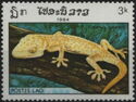 Tokay Gekko (Gekko gekko)