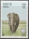 Asian Elephant (Elephas maximus)