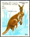 Red Kangaroo (Macropus rufus)