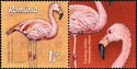 Chilean Flamingo (Phoenicopterus chilensis)