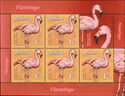 Chilean Flamingo (Phoenicopterus chilensis)