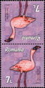 Lesser Flamingo (Phoeniconaias minor)