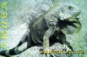 Aruba. Green Iguana