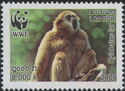 Lar Gibbon (Hylobates lar)