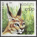 Caracal (Caracal caracal)