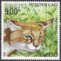 Jungle Cat (Felis chaus)