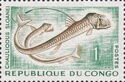 Sloane's Viperfish (Chauliodus sloani)