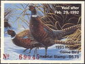 Ring-necked pheasant (Phasianus colchicus)