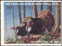 Wild turkey (Meleagris gallopavo)